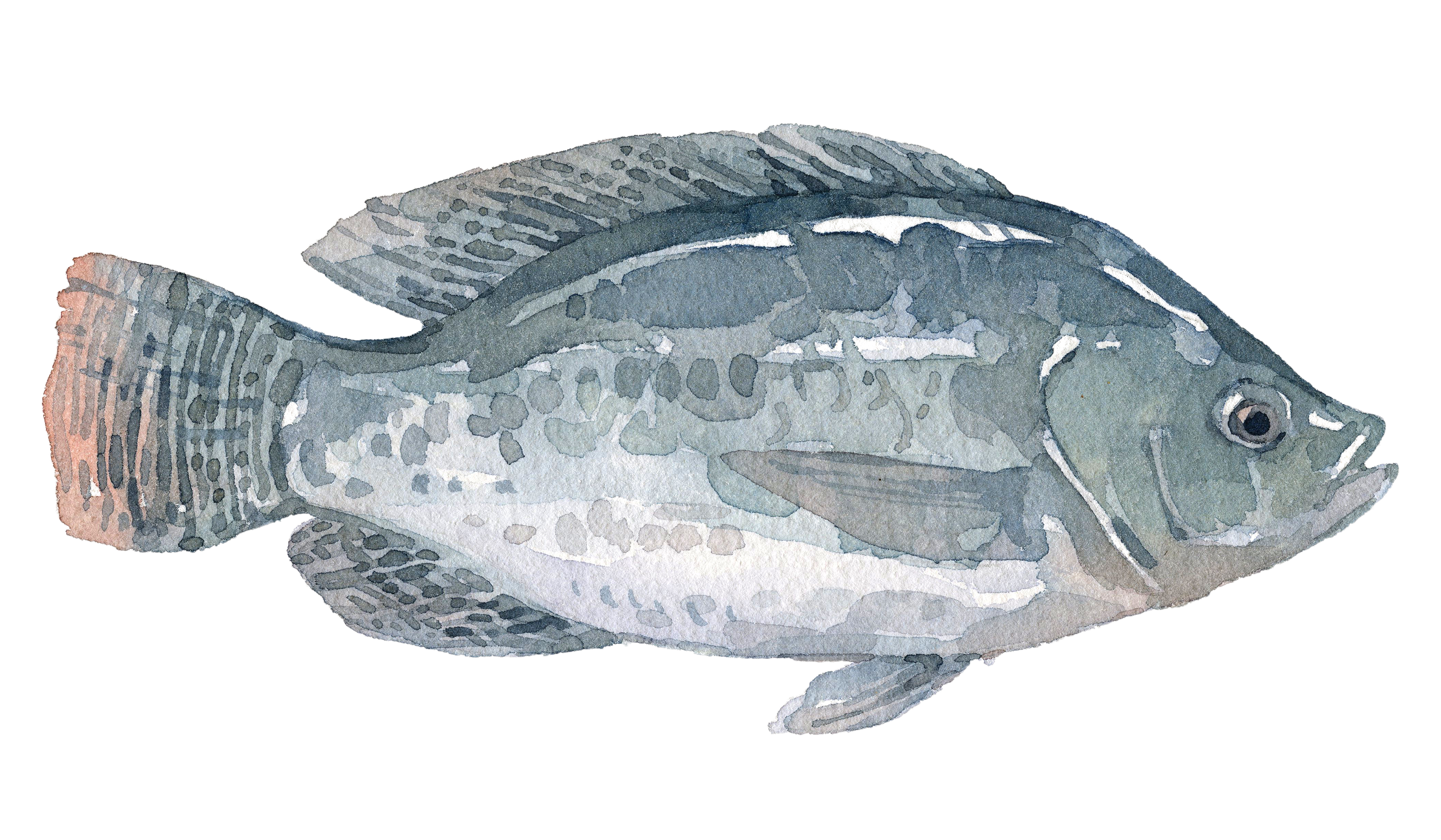 Fischlexikon: Tilapia