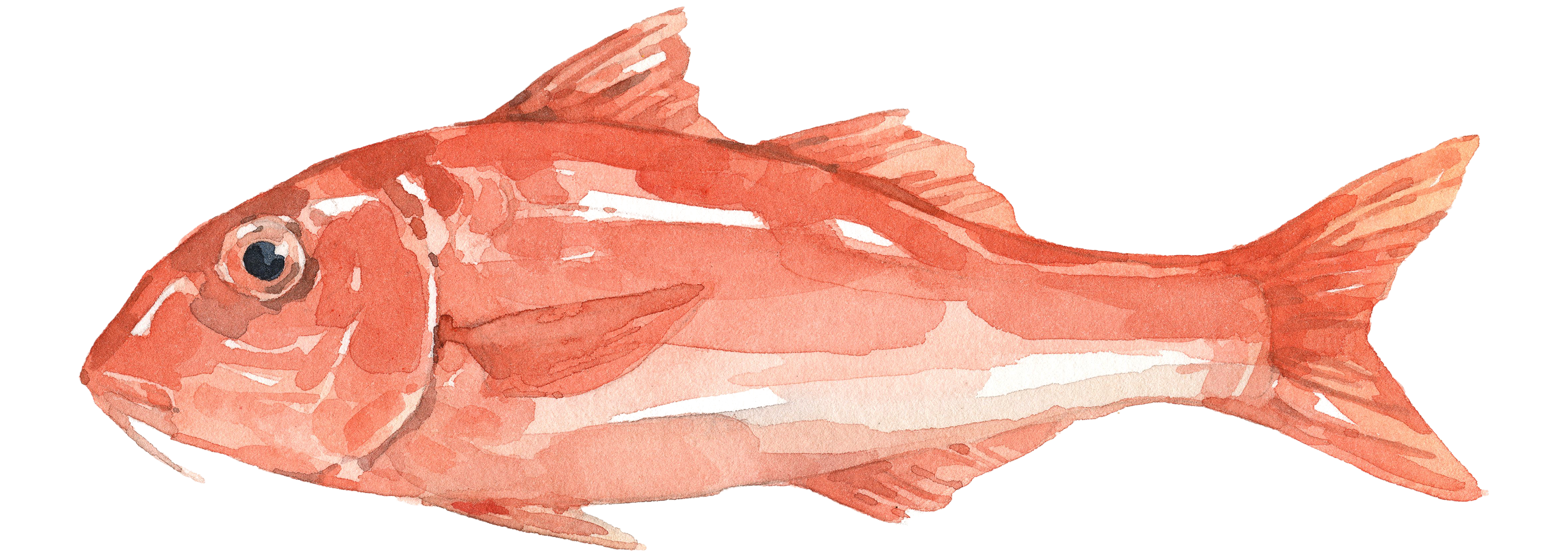 Illustration einer Roten Meerbarbe