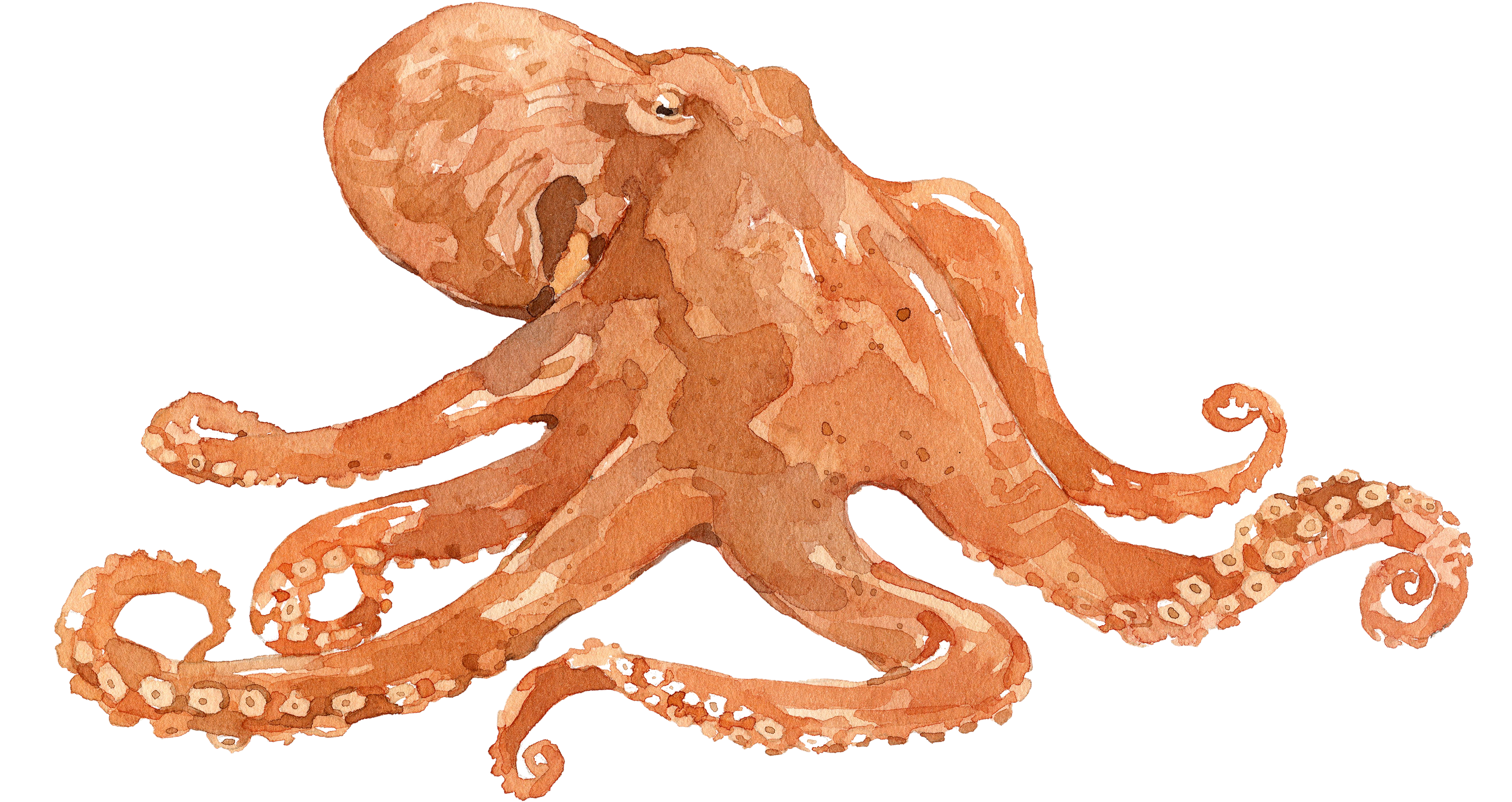 Illustration eines Kraken / Oktopus