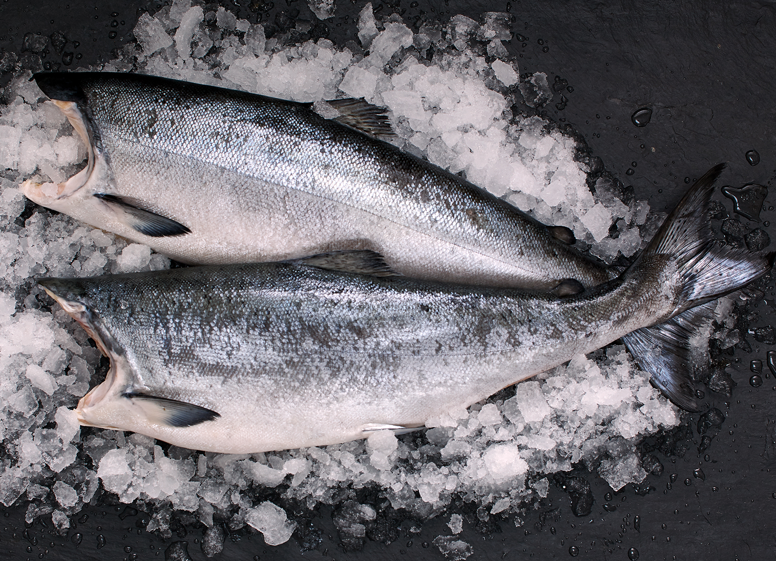 Ivory King Salmon (Sashimi-Qualität) · ohne Kopf Ivory King Salmon (Sashimi-Qualität) · ohne Kopf