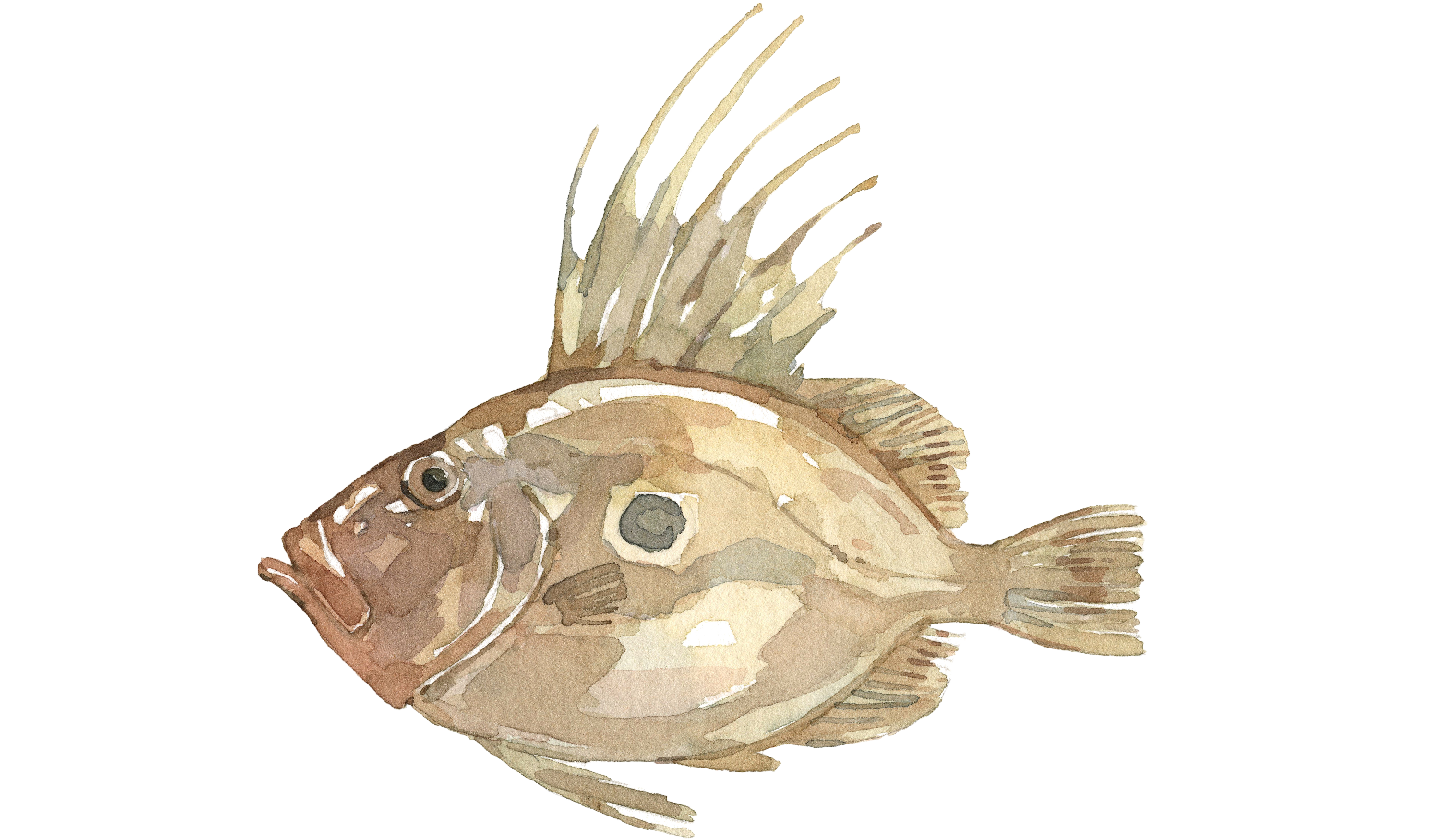 Illustration eines St. Peterfisch
