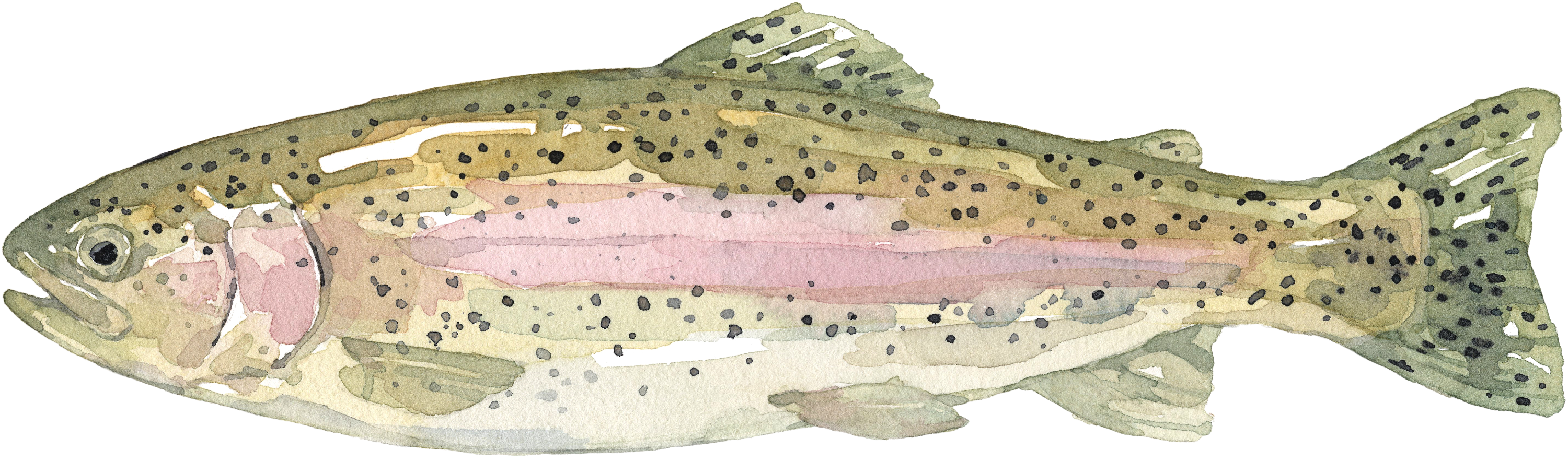 Fischlexikon: Lachsforelle