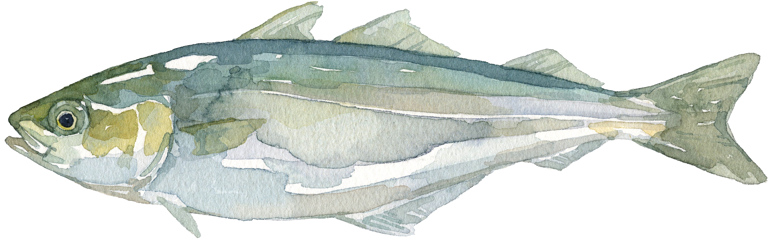 Illustration eines Seelachs