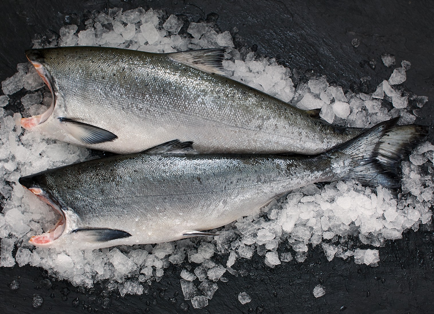 Red King Salmon (Sashimi-Qualiät) · ohne Kopf