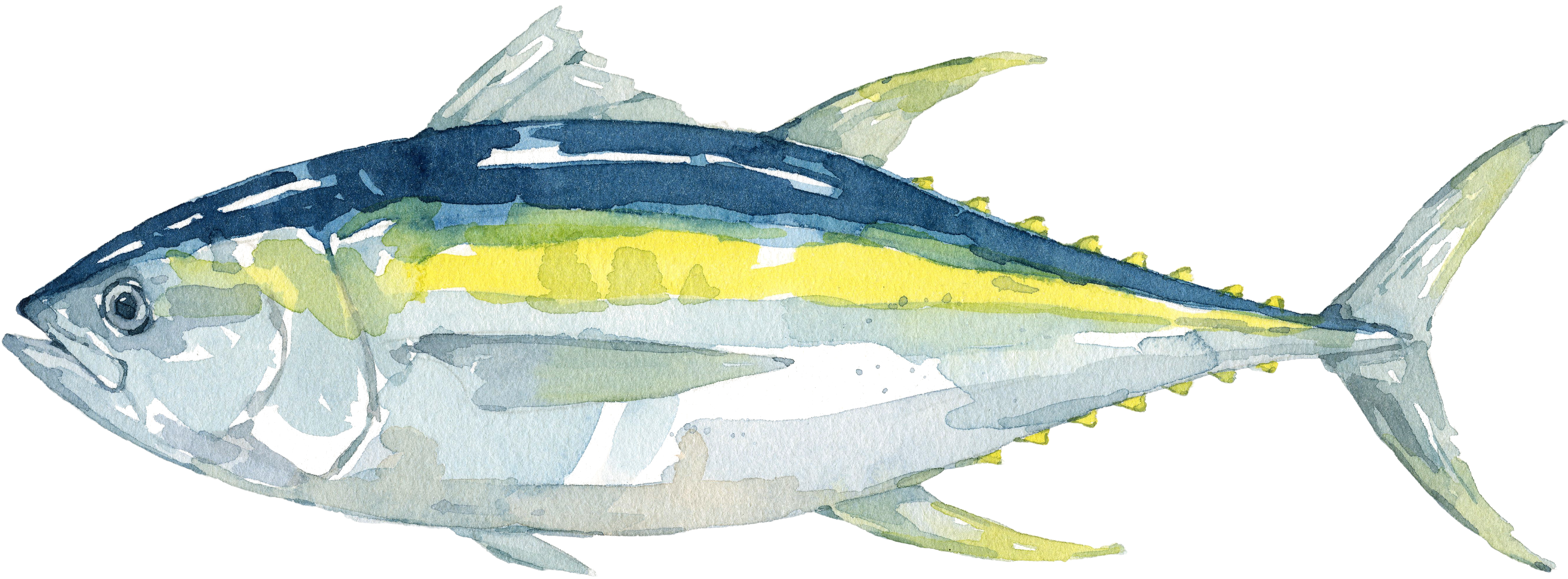 Illustration eines Thunfischs