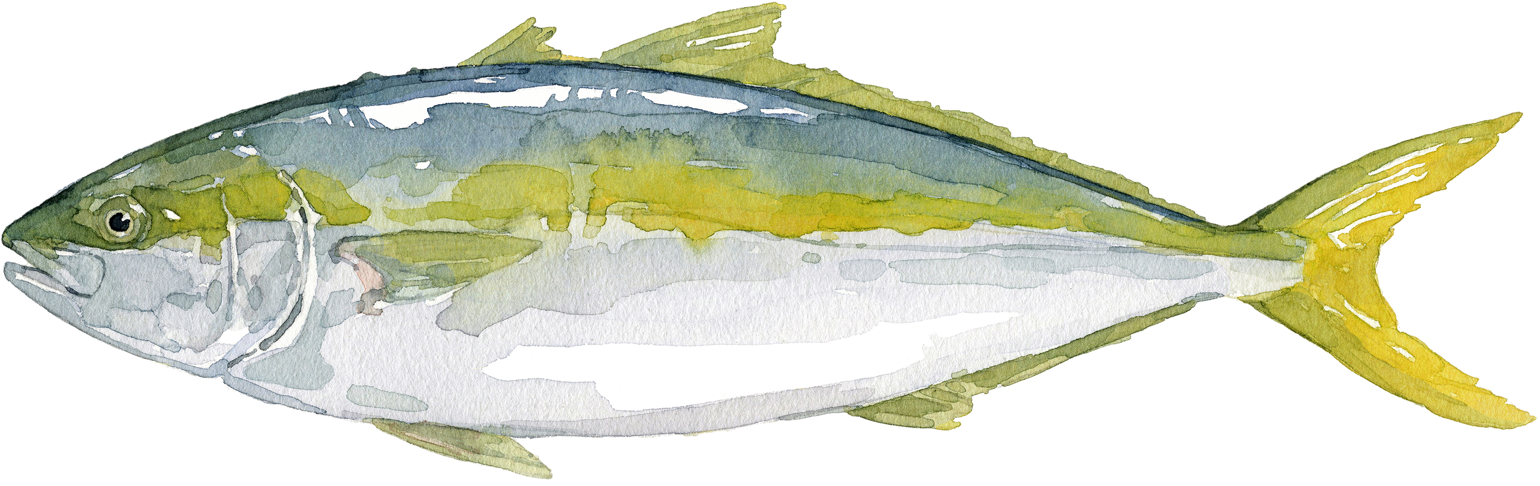 Fischlexikon: Gelbschwanzmakrele