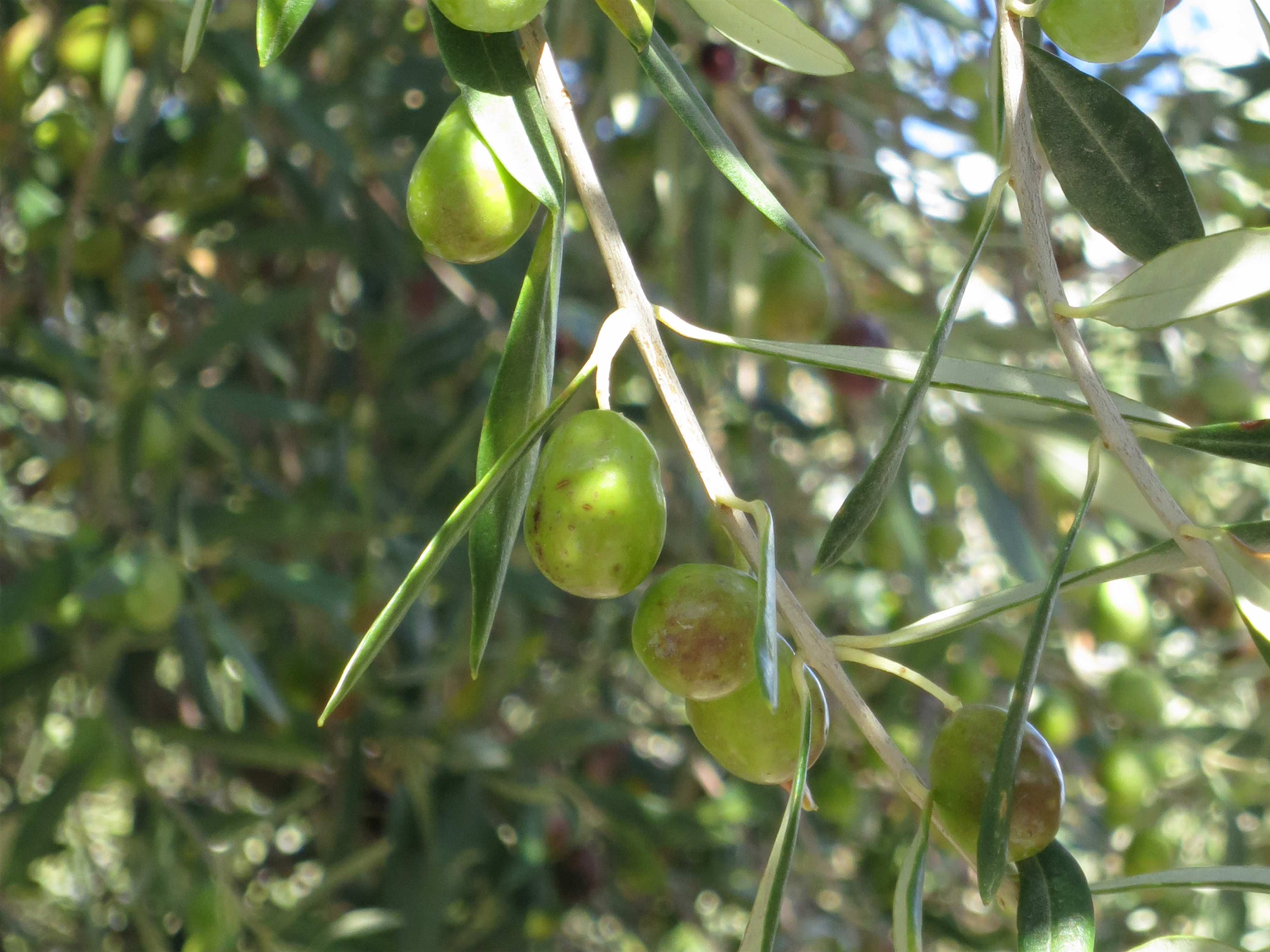 Premium-Olivenöl von Jordan