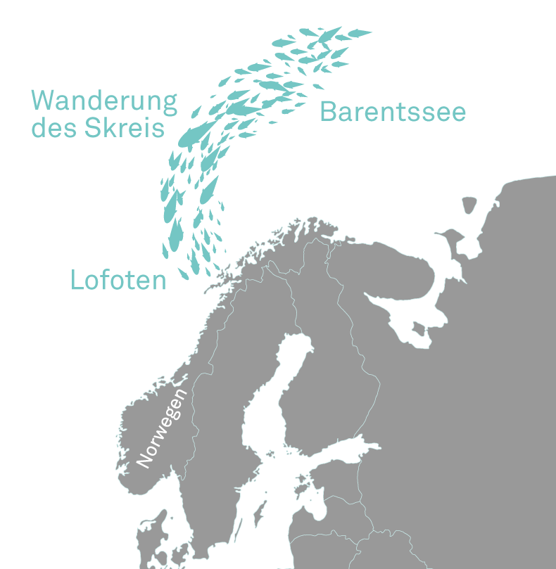 Skrei-Herkunft-Produkte-Fische