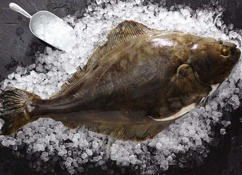 Frische Seezunge online kaufen • Deutsche See Lieferservice