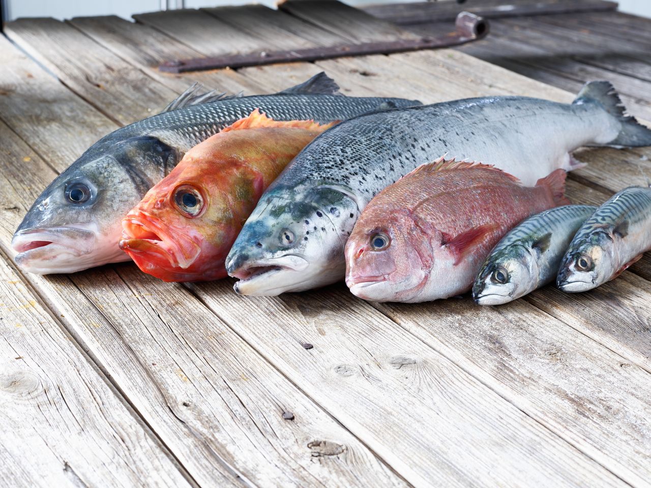 Frischen Fisch online bestellen